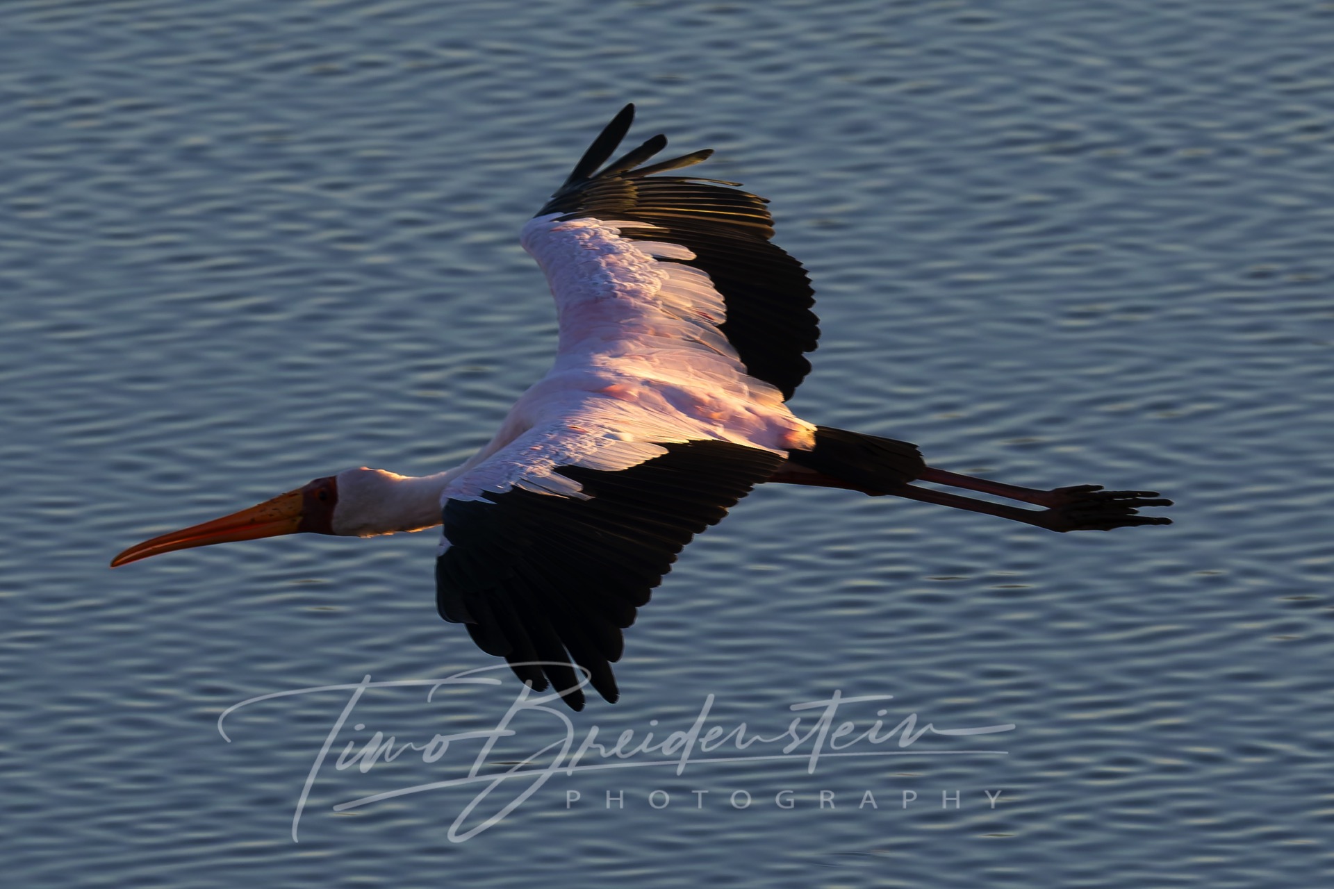 20250623 822A9474 Kopie